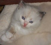 ragamuffin breeders blue eyed kitten