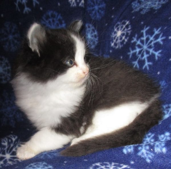 black and white ragamuffin kitten for sale
