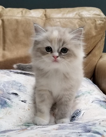 blue mink tortie ragamuffin kitten would like to be in a video