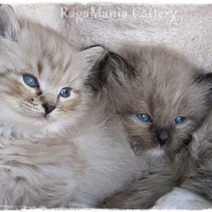 mink tabby and mink smoke kittens for Sale